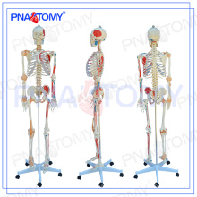 Medizinisches Modell PNT-0103 180cm mit farbigem Muskel- und Ligamentskelettmodell